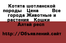 Котята шотланской породы › Цена ­ 40 - Все города Животные и растения » Кошки   . Алтай респ.